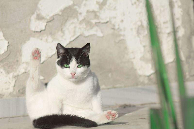 高齢猫の見守りサポート